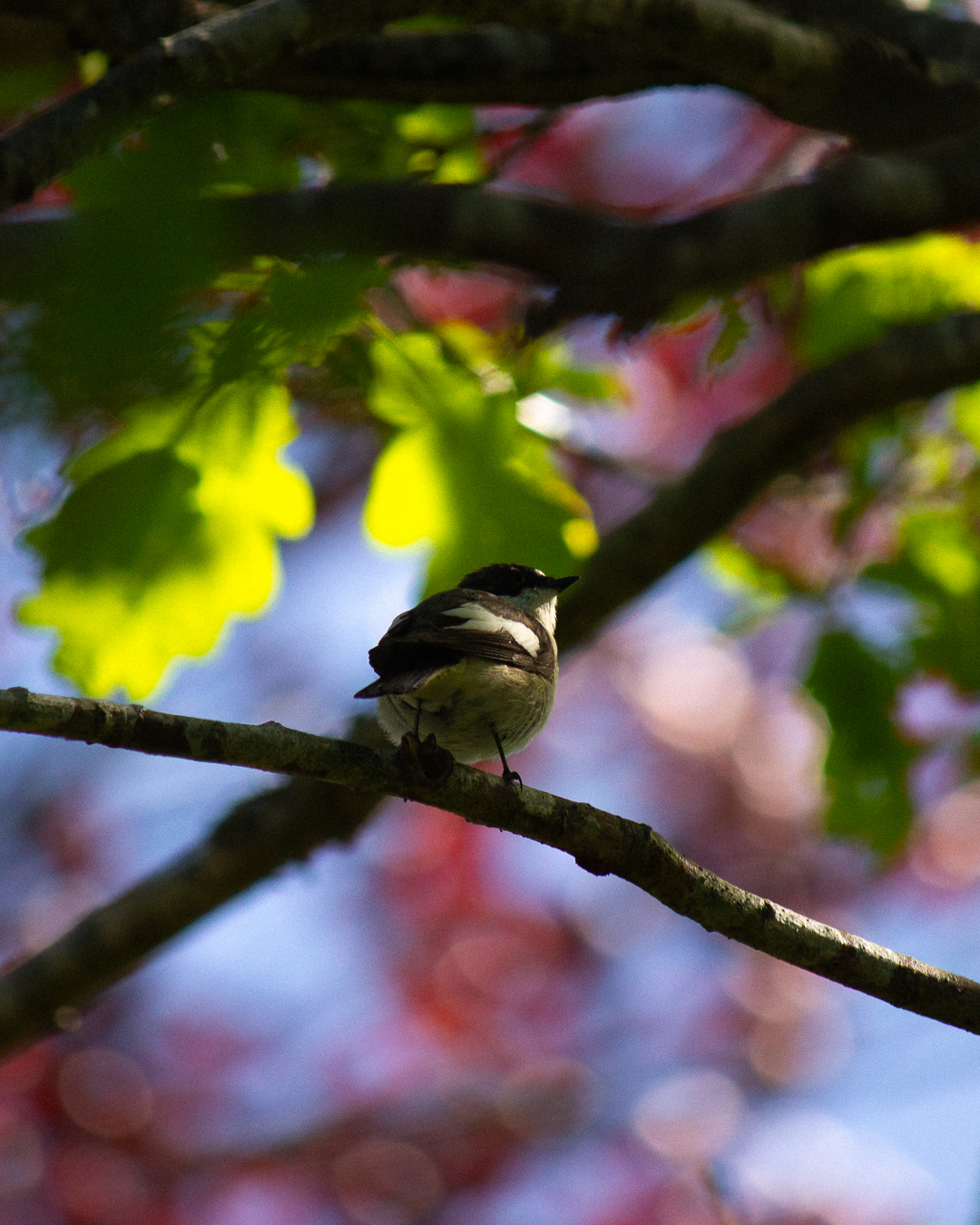 A pair of European pied flycatchers has built their nest in the oak tree outside my window.